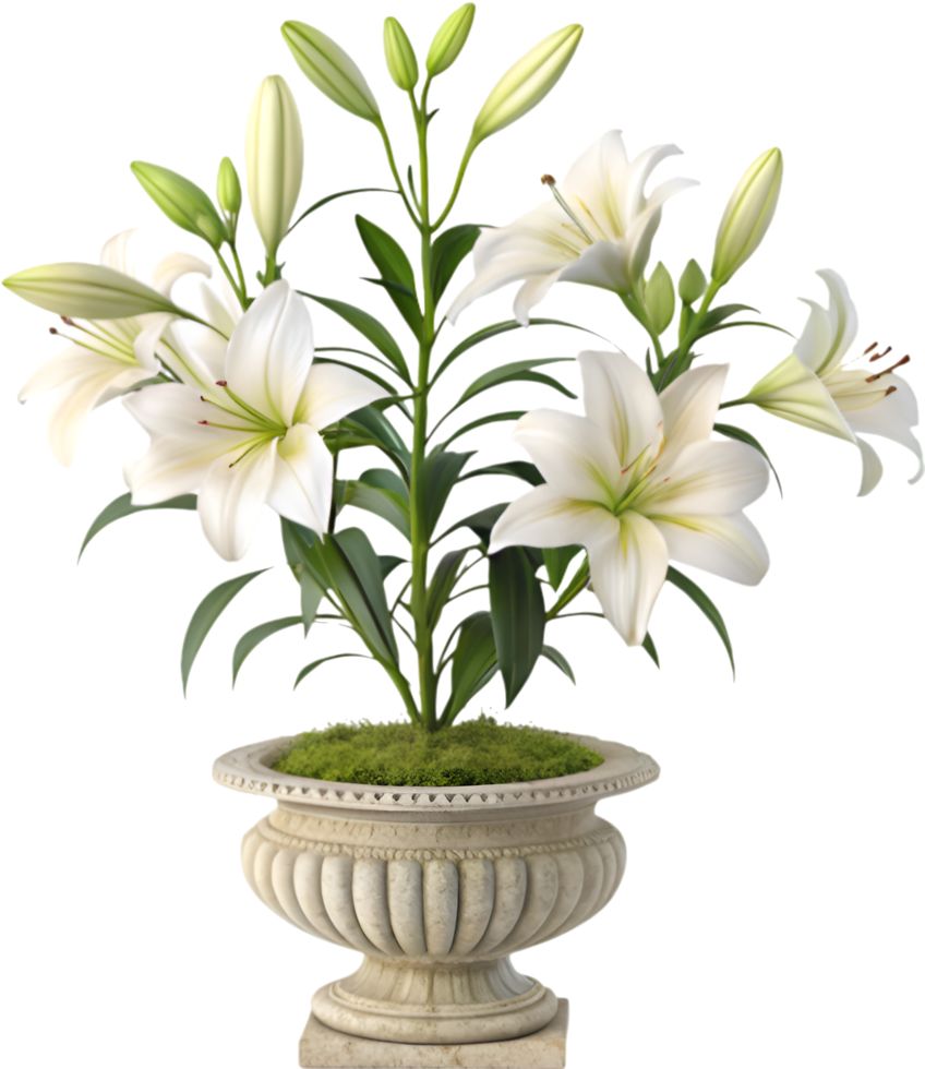 Vibrant Lily Flower Clipart with Fresh Bloom and Elegant Petals. . png