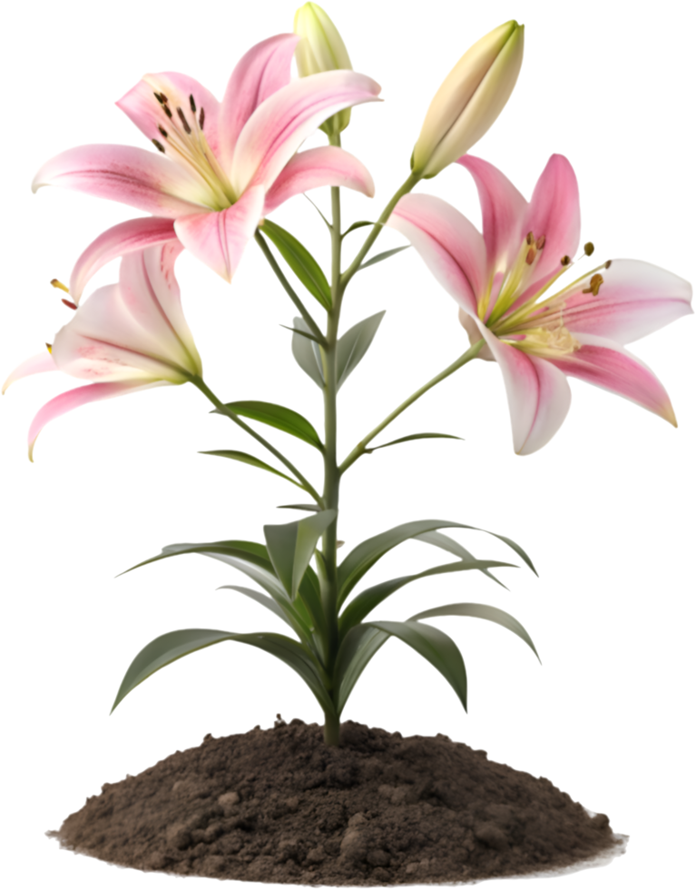 Colorful Lily Flower Clipart with Delicate and Graceful Petals. . png