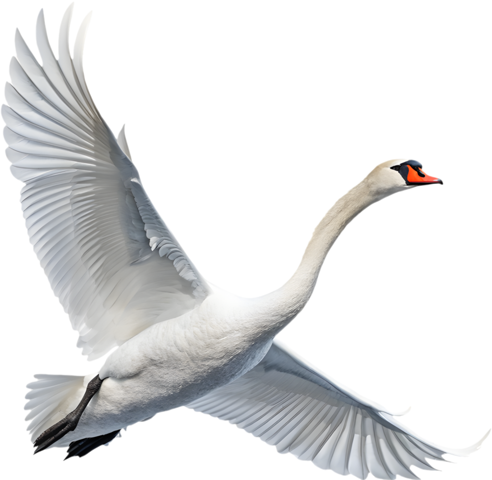 Classic swan beauty in elegant motion. . png