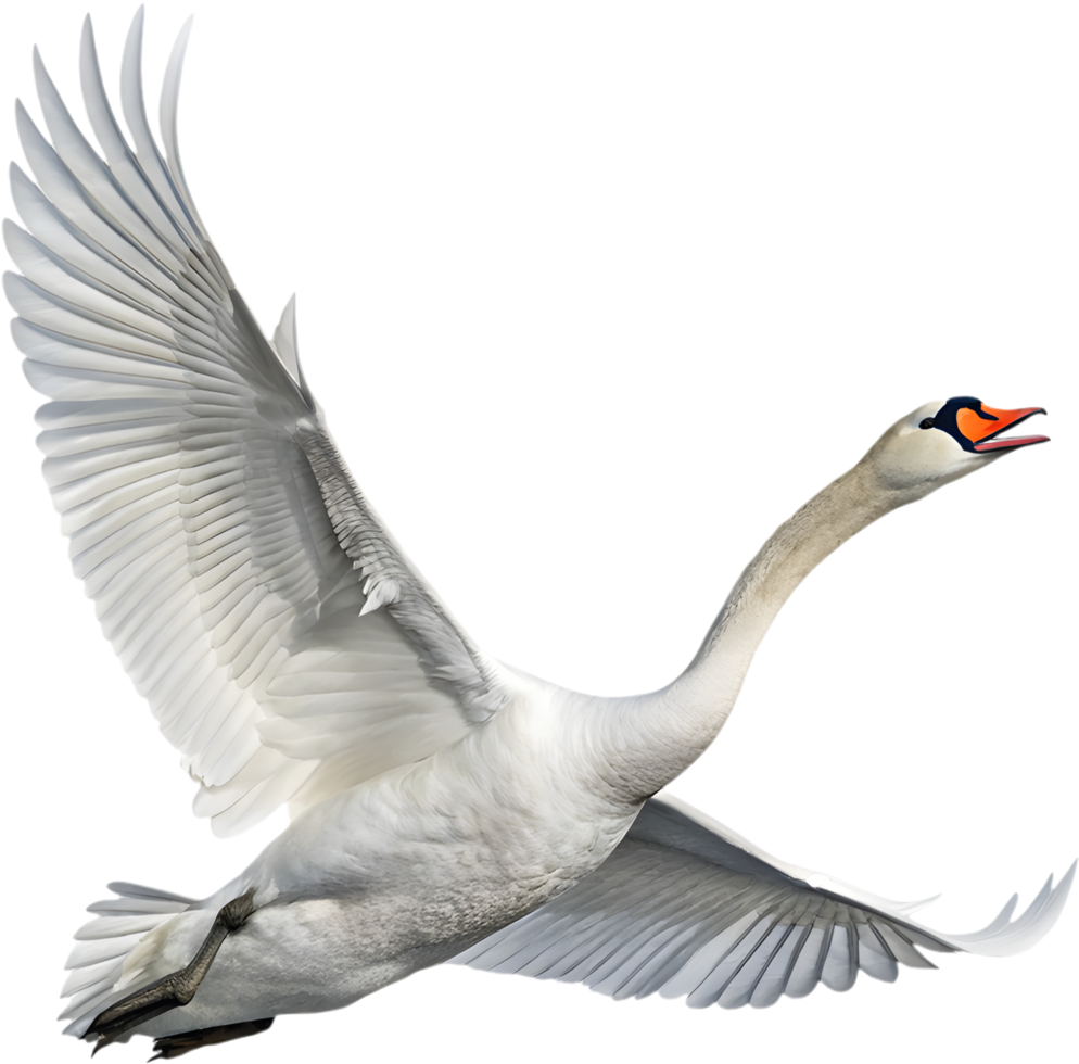Natural swan with a pure white glow. . png