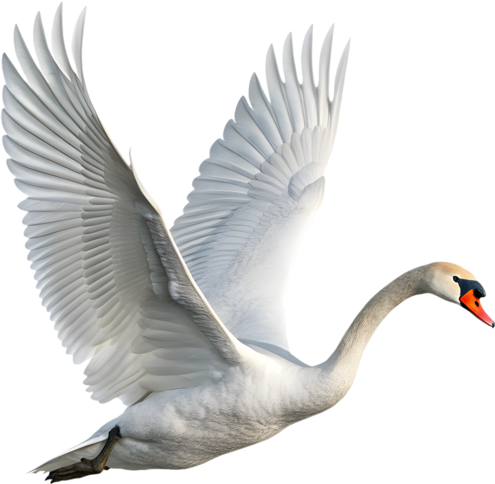 Wildlife swan captured in a peaceful moment. . png