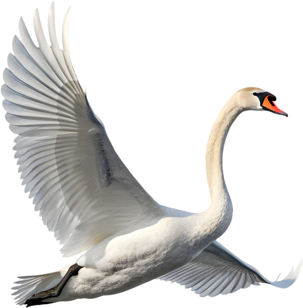 Soft white swan with delicate movements. . png