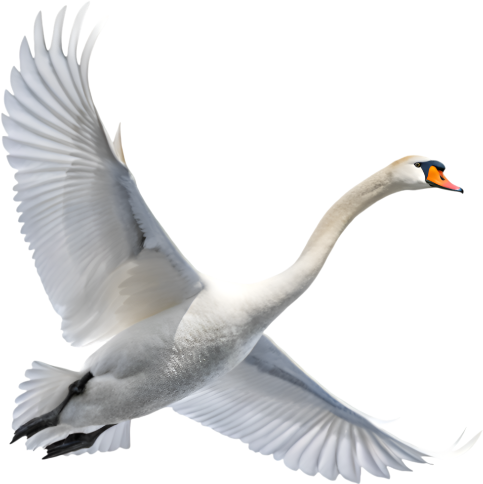 Graceful swan gliding in tranquil waters. . png