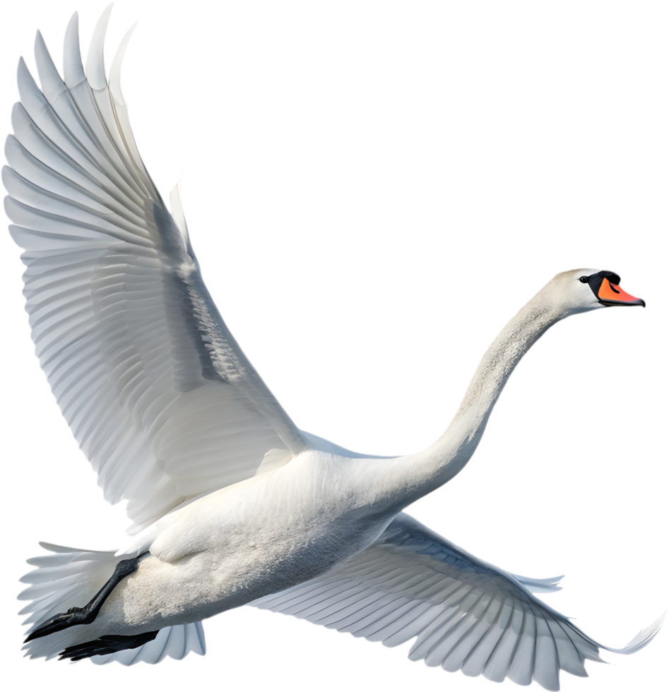 Beautiful swan displaying natural elegance. . png