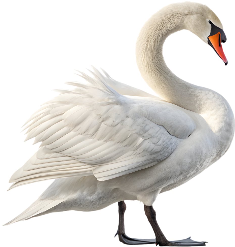 Elegant swan in a peaceful wildlife setting. . png