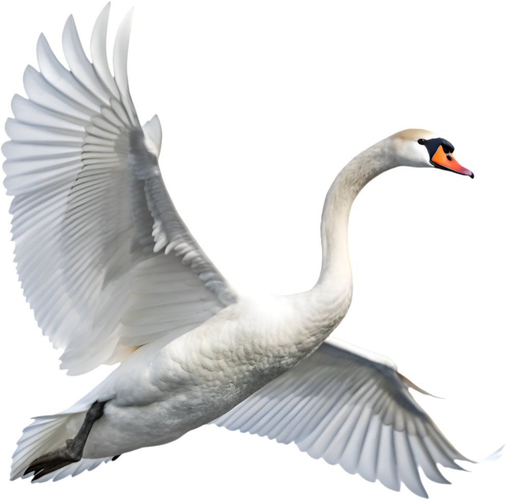 Artistic mute swan with a regal pose. . png