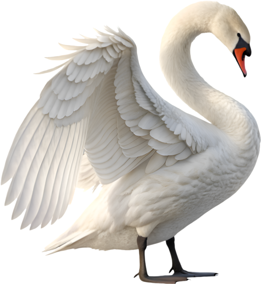 Elegant white swan with detailed feather plumage. . png