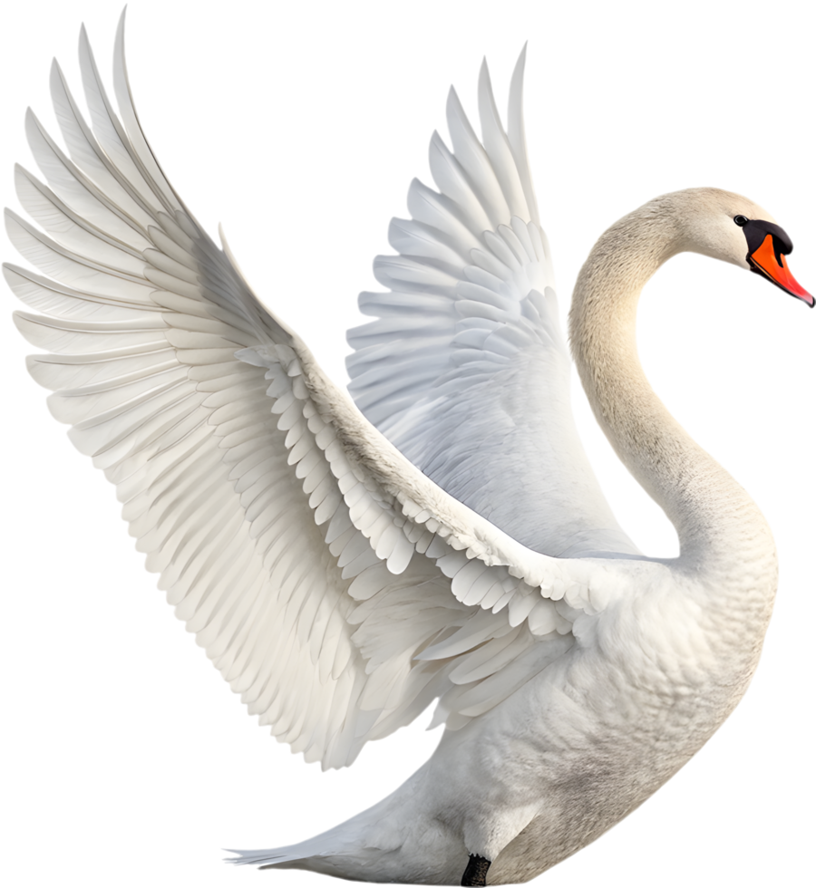Beautiful swan floating peacefully on calm water. . png