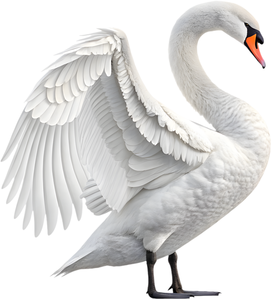 Graceful mute swan with elegant white feathers. . png