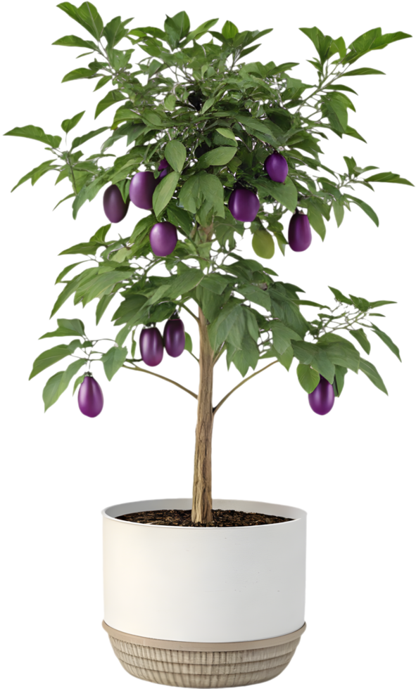Colorful and Cute Patio Baby Hybrid Eggplant Clipart for Your Projects. . png