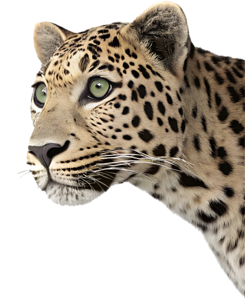 Fun peeking animal character for fun and engaging artwork. . png