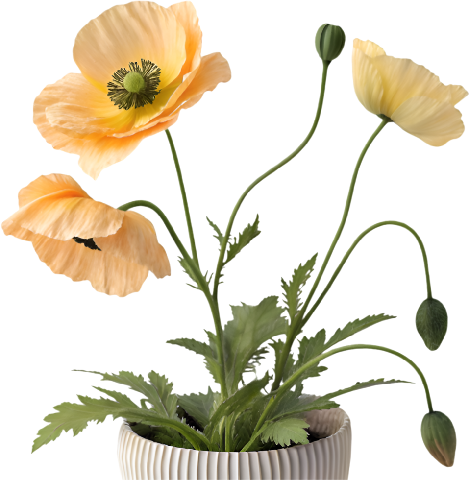 Mesmerizing Poppy Blossom with Lush Details. . png