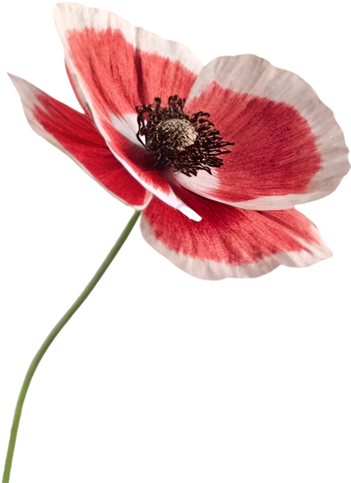 Botanical Illustration of a Vibrant Poppy. . png