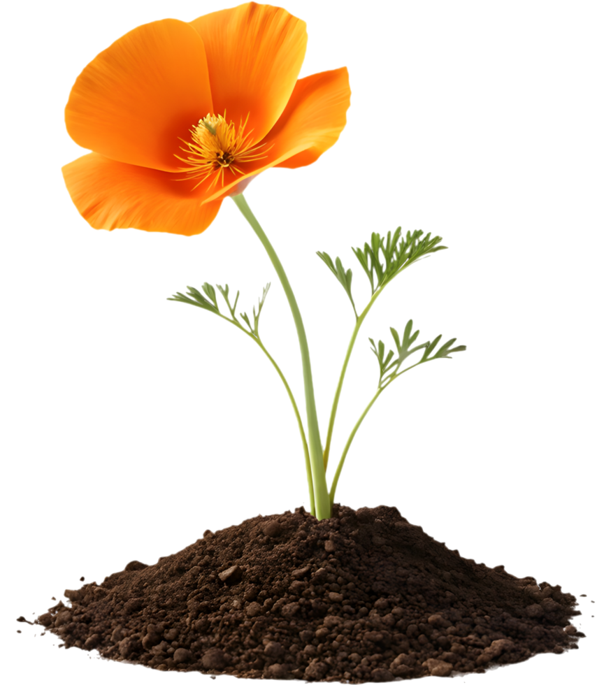 Elegant Floral Composition with a Poppy Plant. . png