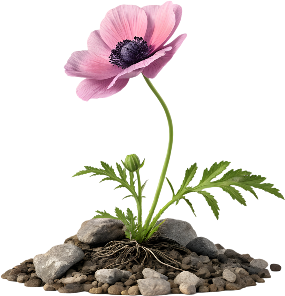 Nature Inspired Poppy Plant in Stunning Artwork. . png