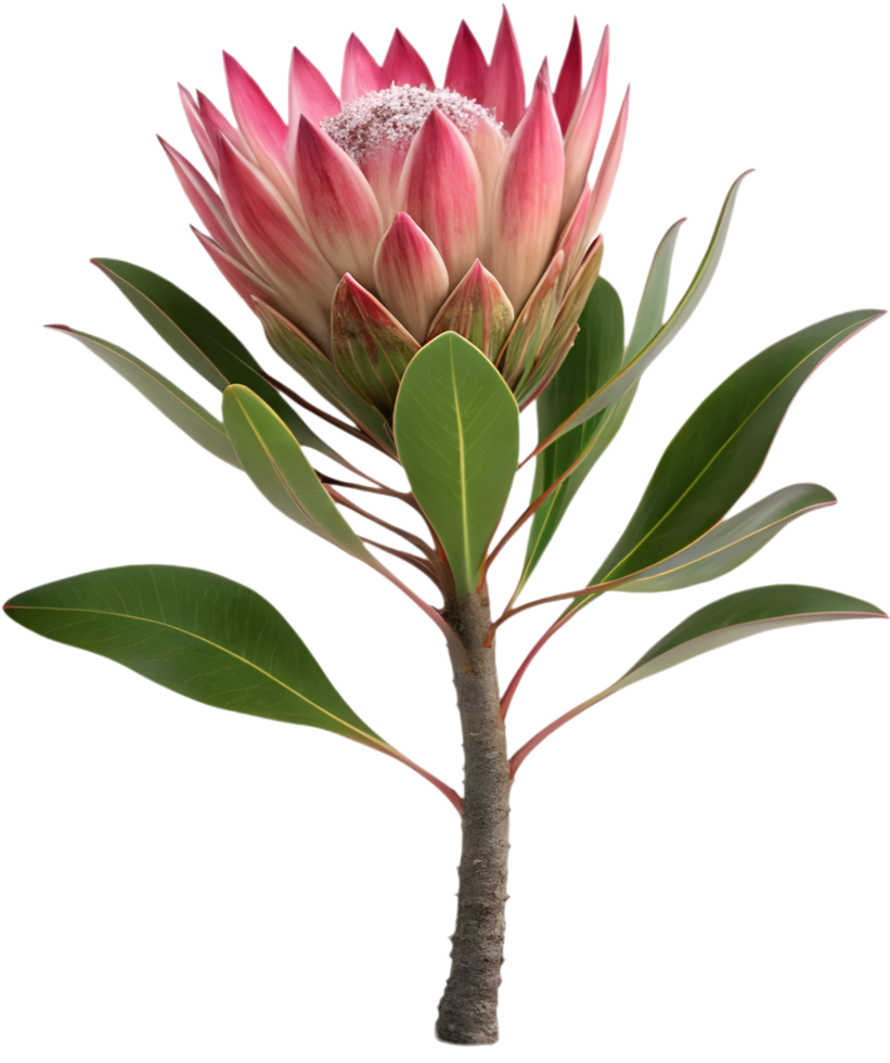 Classic Protea Bloom in Artistic Design. . png