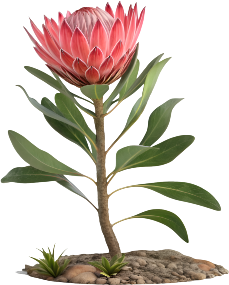 Exotic King Protea Floral Art Print. . png