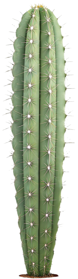 Stunning Desert Flora with Artistic Spiky Cactus. . png