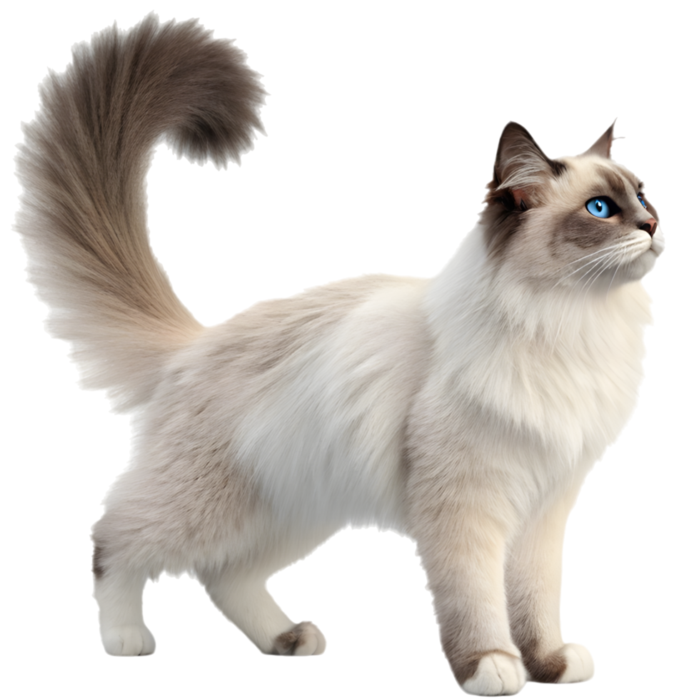 Elegant Ragdoll Cat with Stunning Blue Eyes. . png