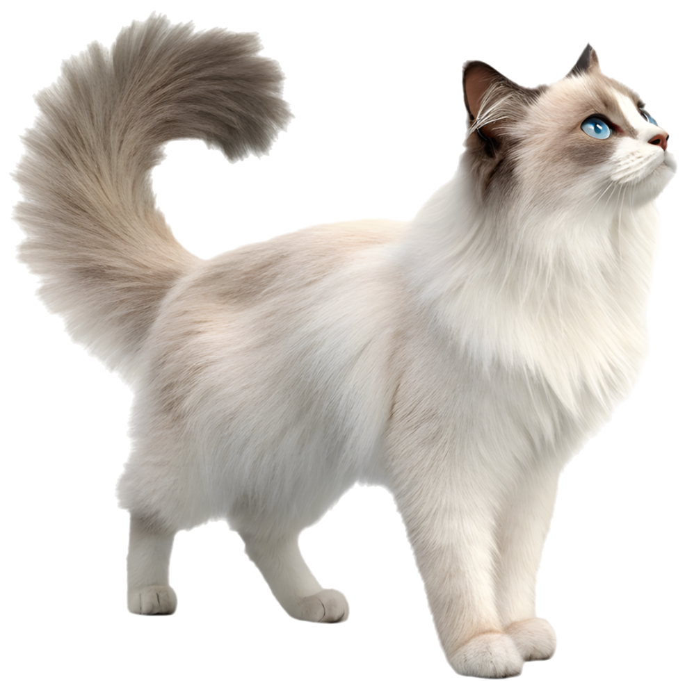 Lovely Cuddly Ragdoll Cat in a Sweet Expression. . png