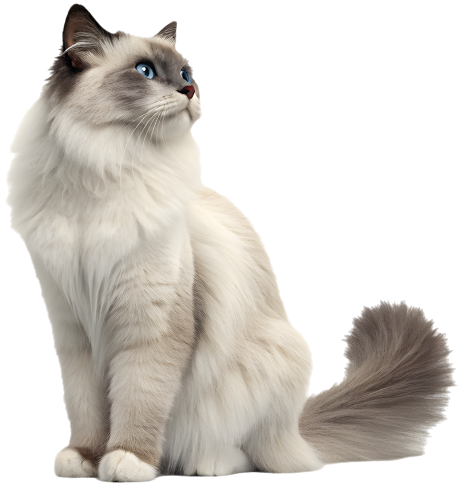 Gentle and Calm Ragdoll Cat in a Relaxed Mood. . png