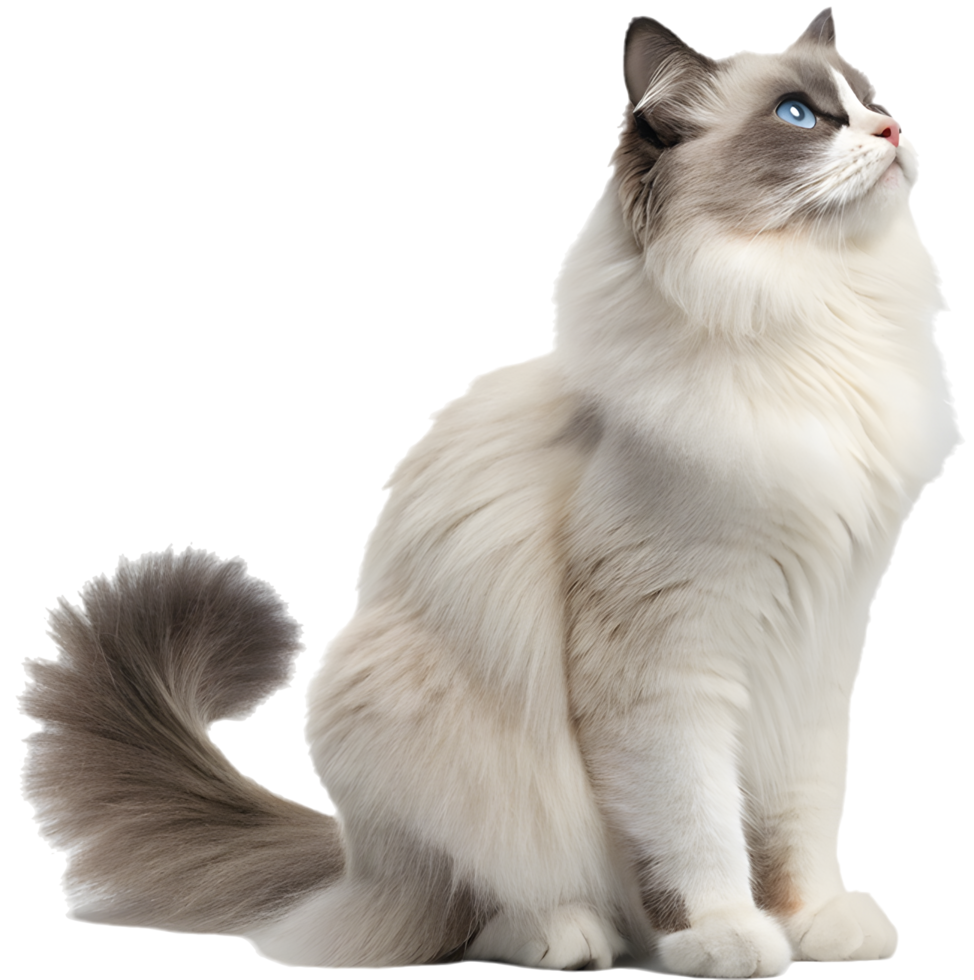 Playful Ragdoll Cat with Soft Fur and Whiskers. . png