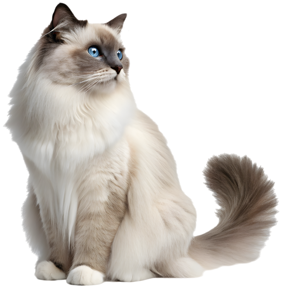 Adorable Fluffy Ragdoll Cat Looking Majestic. . png