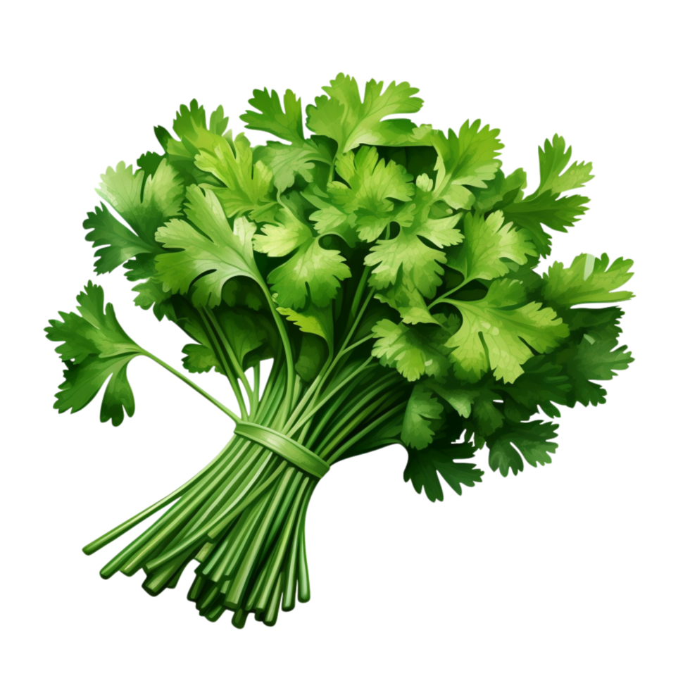 Bunch of fresh green parsley tied togethe png