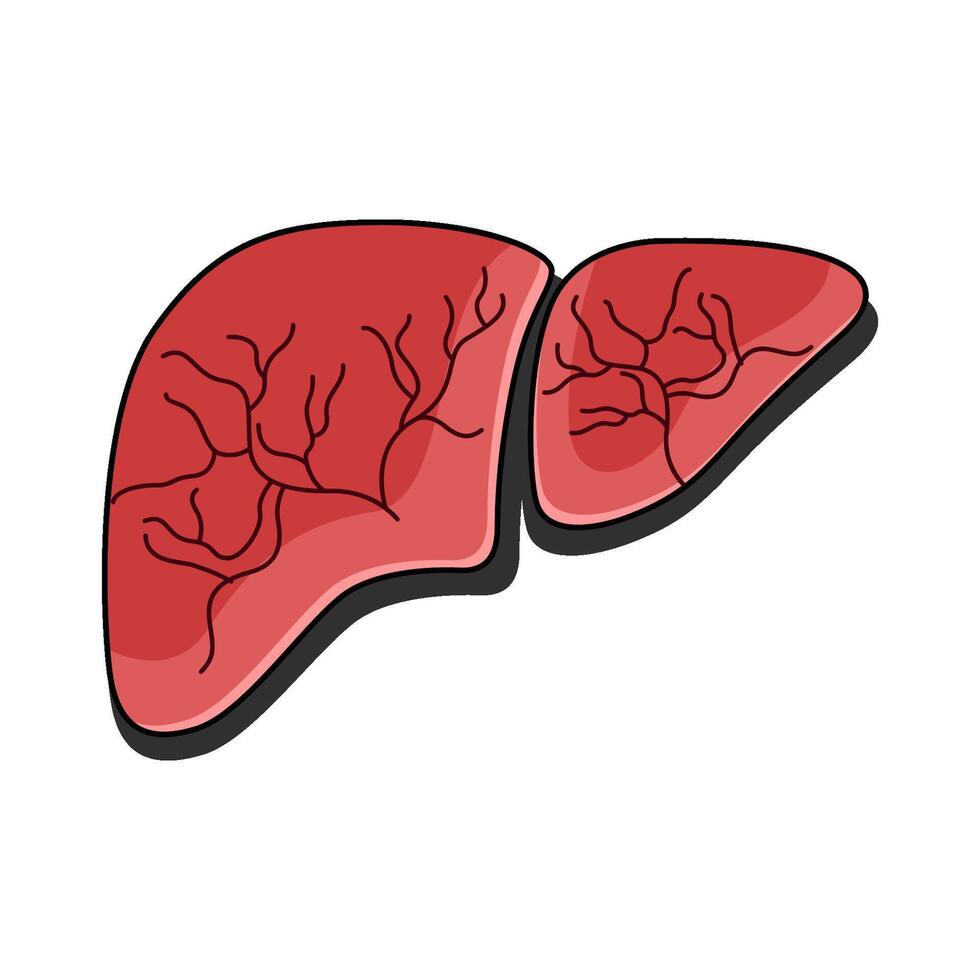 illustration of Liver organ vector