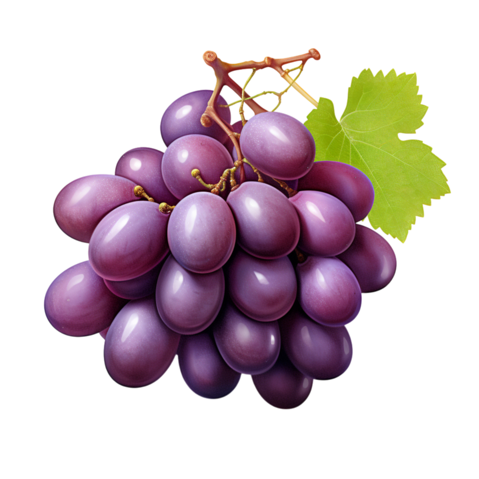 Plump, juicy cluster of fresh purple grapes hanging from a vines png