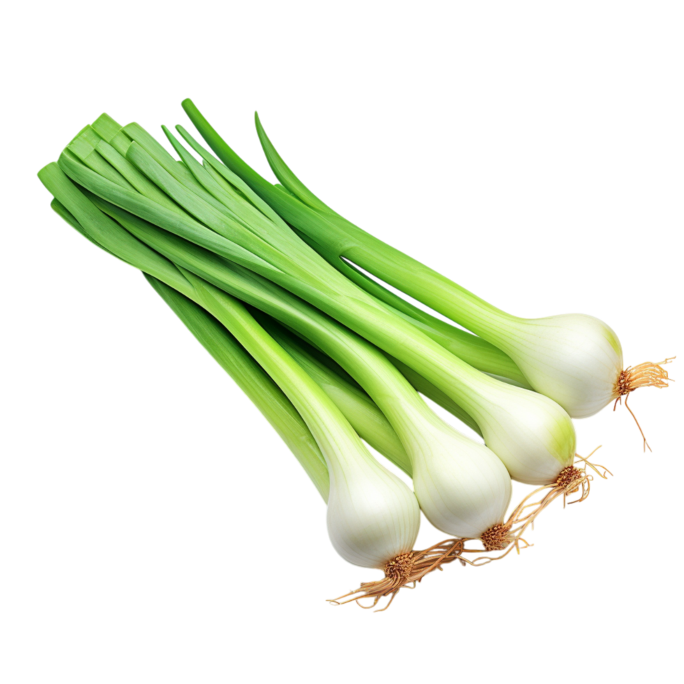 Fresh green spring onions with white bulbs and long leafy stalks attachedes png
