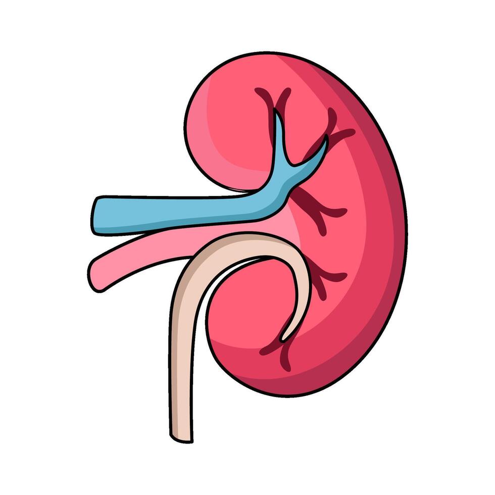 illustration of Kidney organ vector