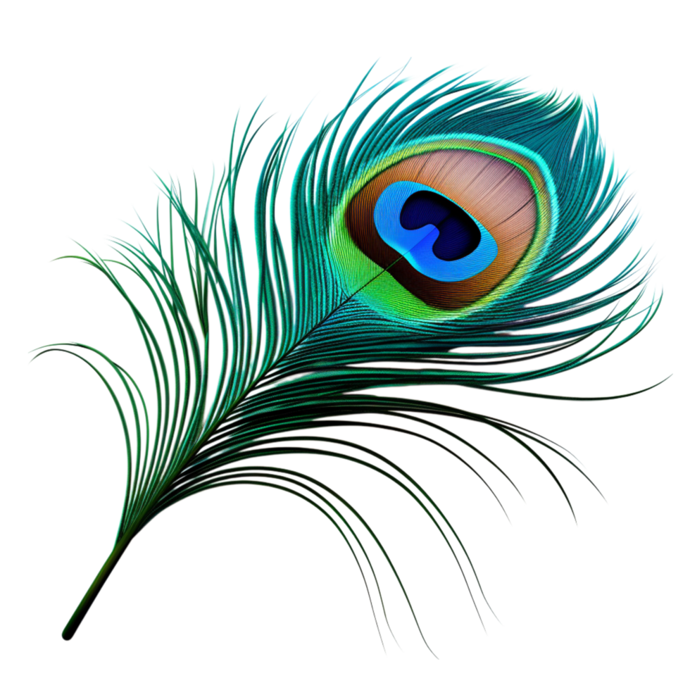 Elegant peacock feather with a mesmerizing blue-green eye pattern png