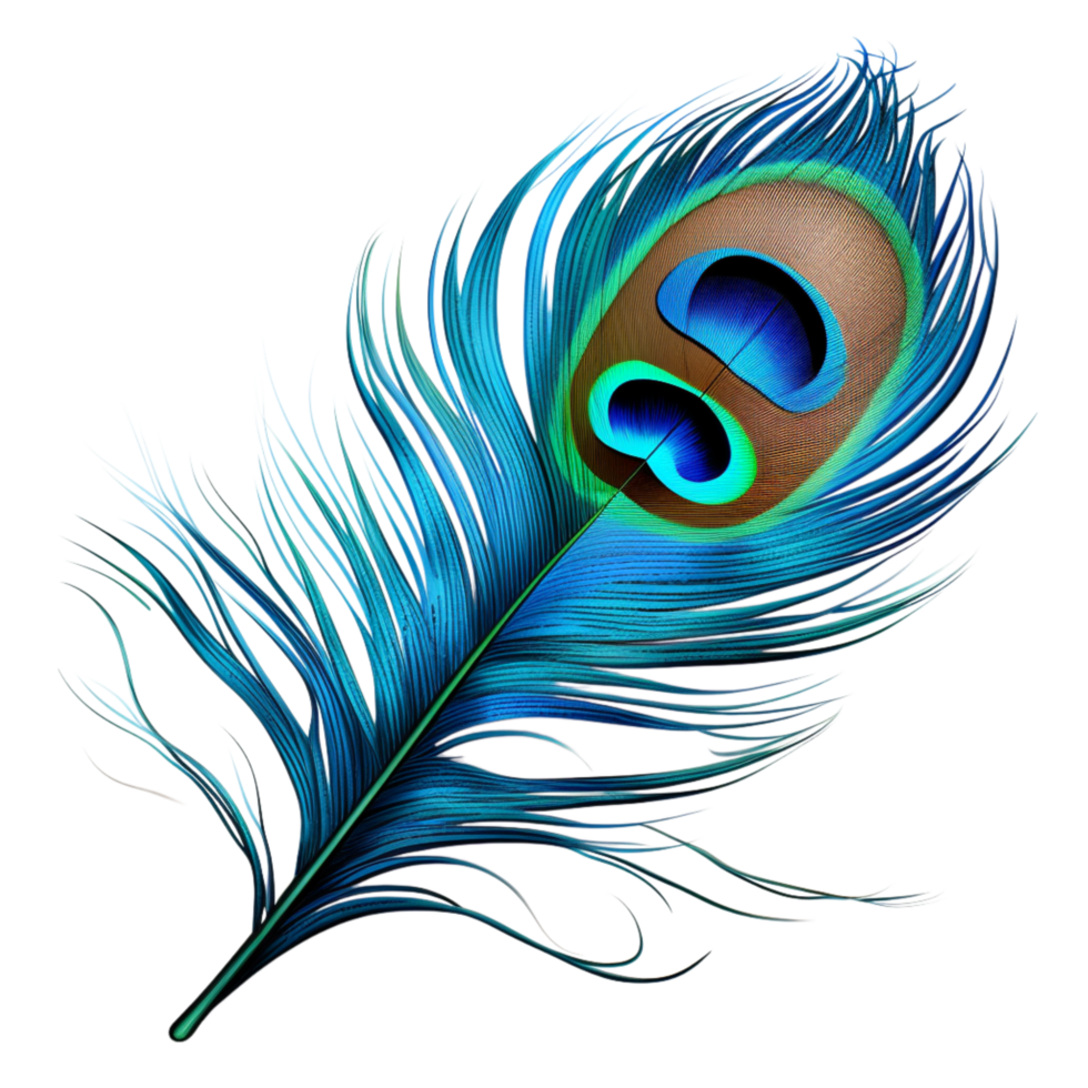Beautiful peacock feather with brilliant blue and green hues png