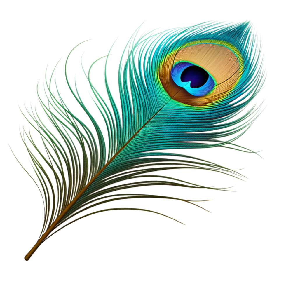 Elegant peacock feather showcasing a mesmerizing blue-green eye pattern png