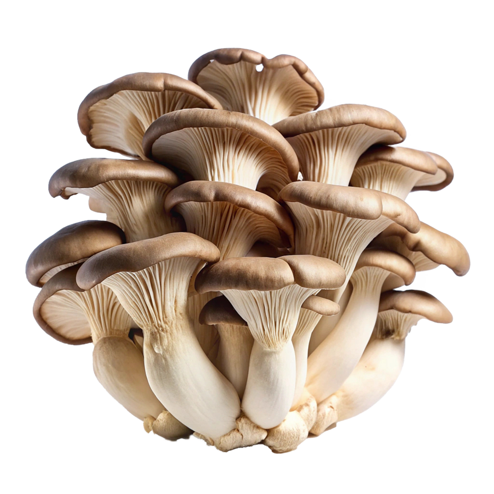 A Bountiful Cluster of Fresh Oyster Mushrooms png
