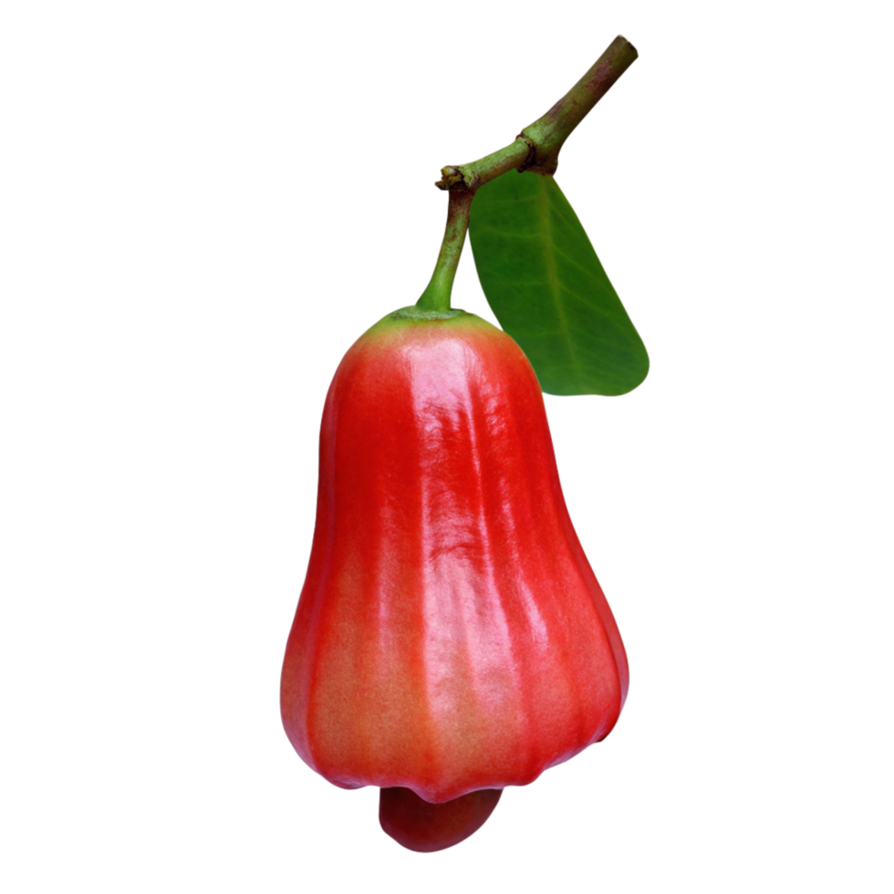 Vibrant Red Rose Apple Fruit with Green Leaf on Black Background A Single Ripe Rose Apple Hanging from its Branch Isolated on a Black Background png
