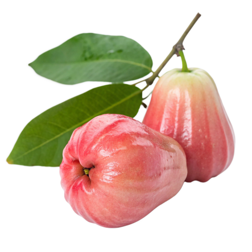 Two Ripe Pink Water Apples with Green Leaves on a Black Background png