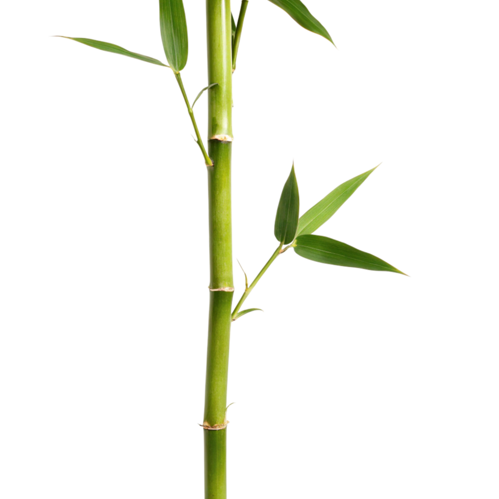 Closeup of a Single Green Bamboo Shoot with Leaves Against a Black Background png