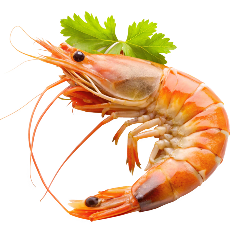 A Delicious Cooked Shrimp with Fresh Cilantro Garnish Ready to Eat png