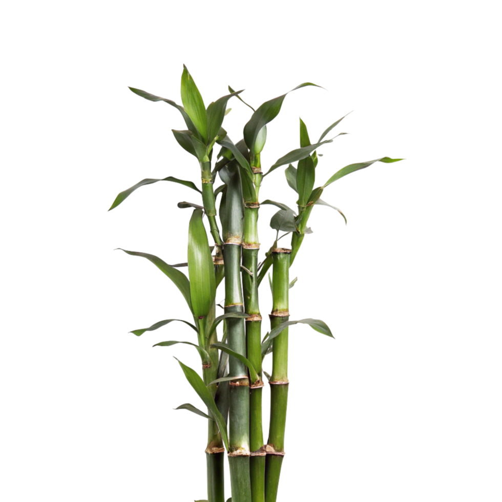 A Lush Green Cluster of Lucky Bamboo Stalks Isolated on Black Background png