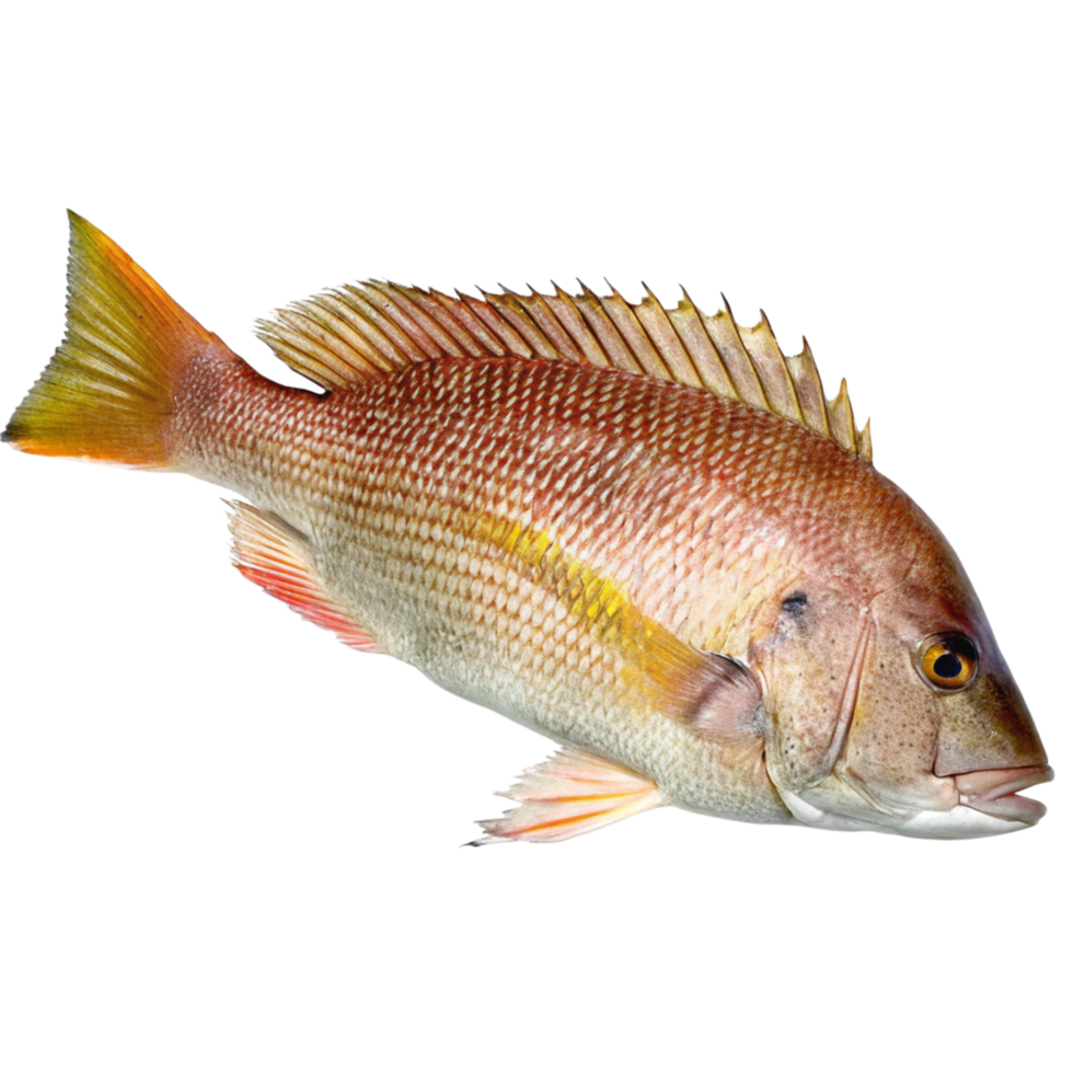 A Detailed Closeup of a Vivid Red Snapper Fish on a Black Background png