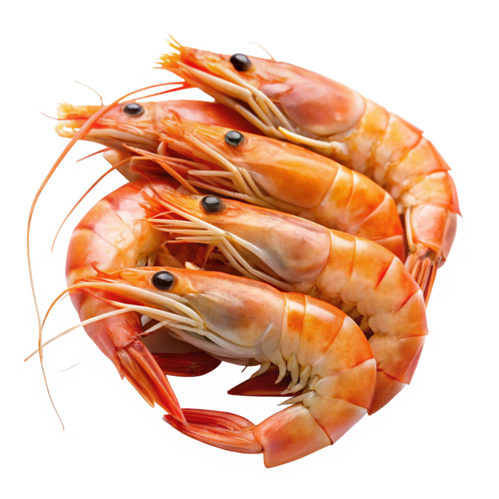 Closeup of four succulent cooked prawns arranged together showing their vibrant orange color and intricate details png