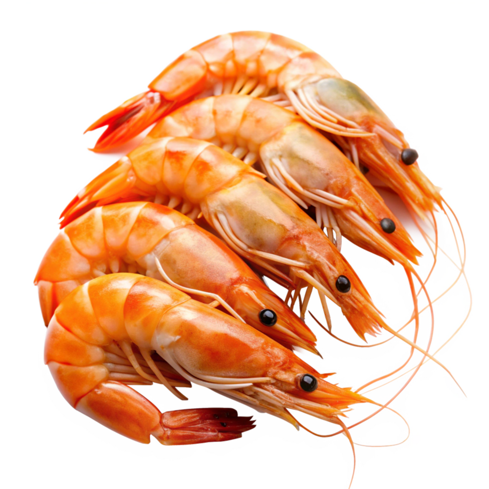 Closeup of Fresh Cooked Orange Shrimp Ready to Eat png