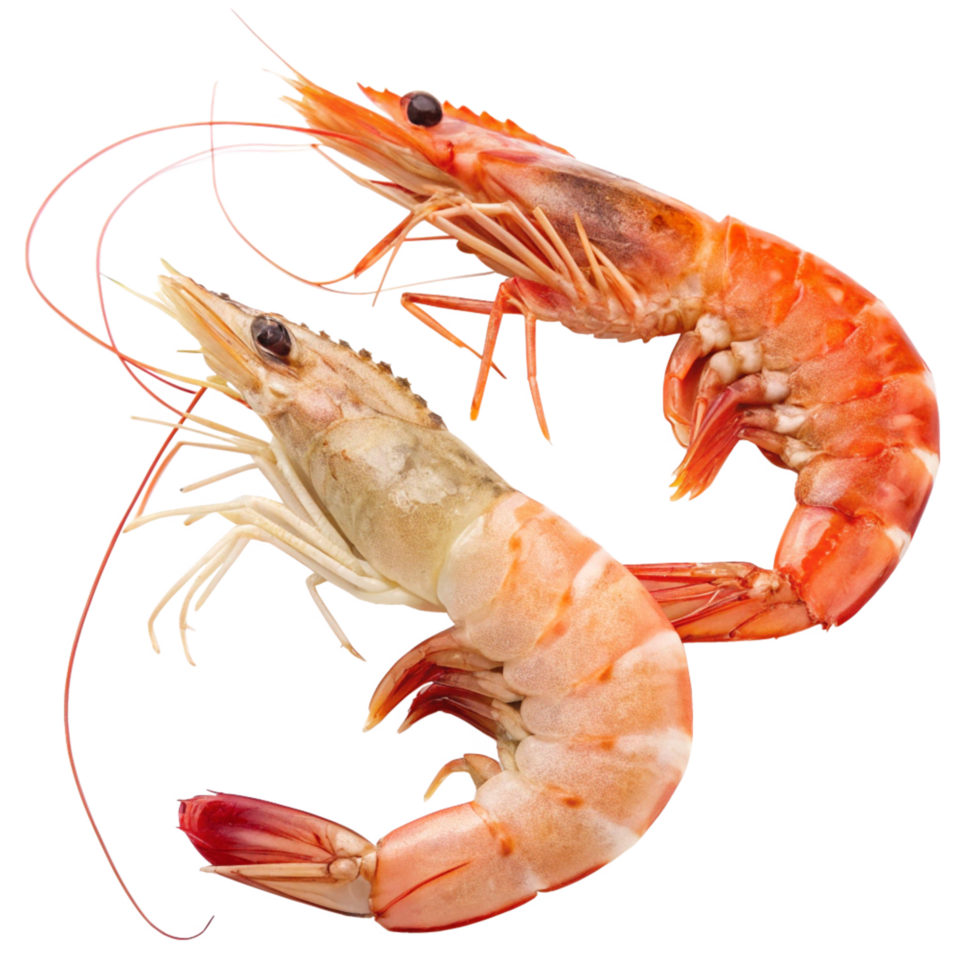 Two Freshly Cooked Shrimp Displayed Against a Black Background png