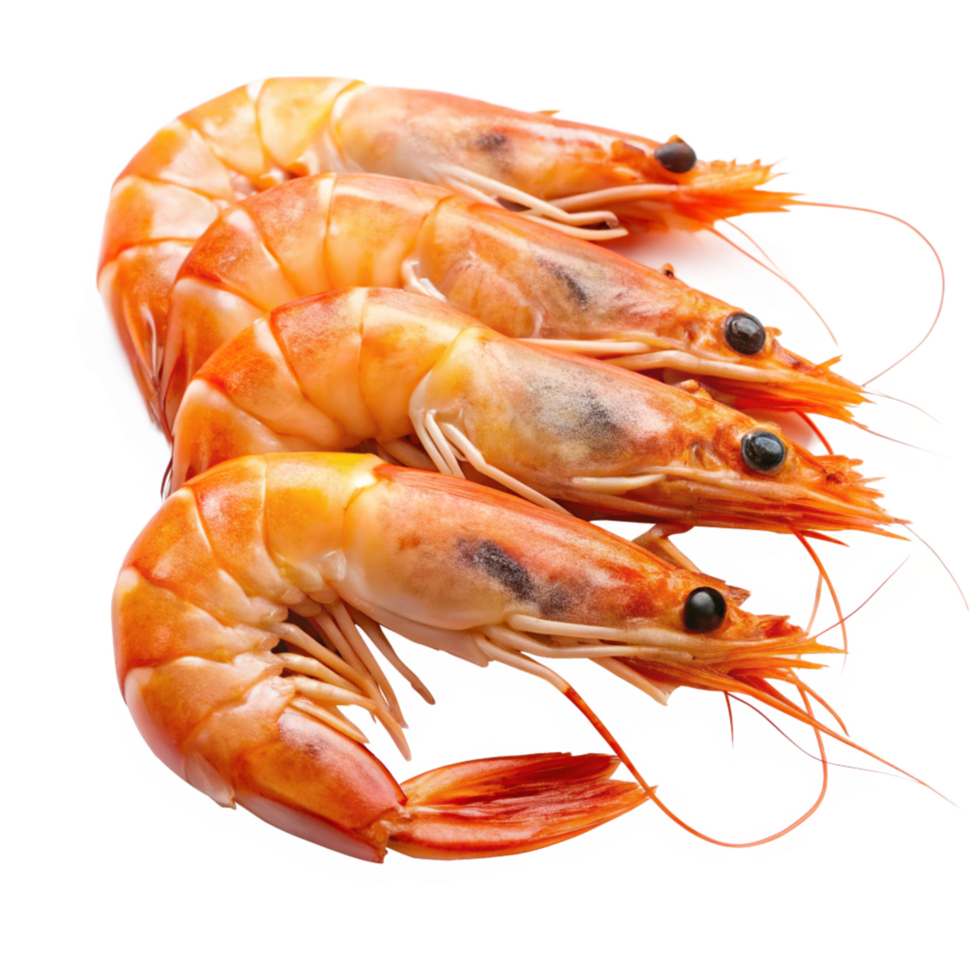 Three succulent cooked prawns arranged on a white plate, showcasing their vibrant orange hue and intricate details png