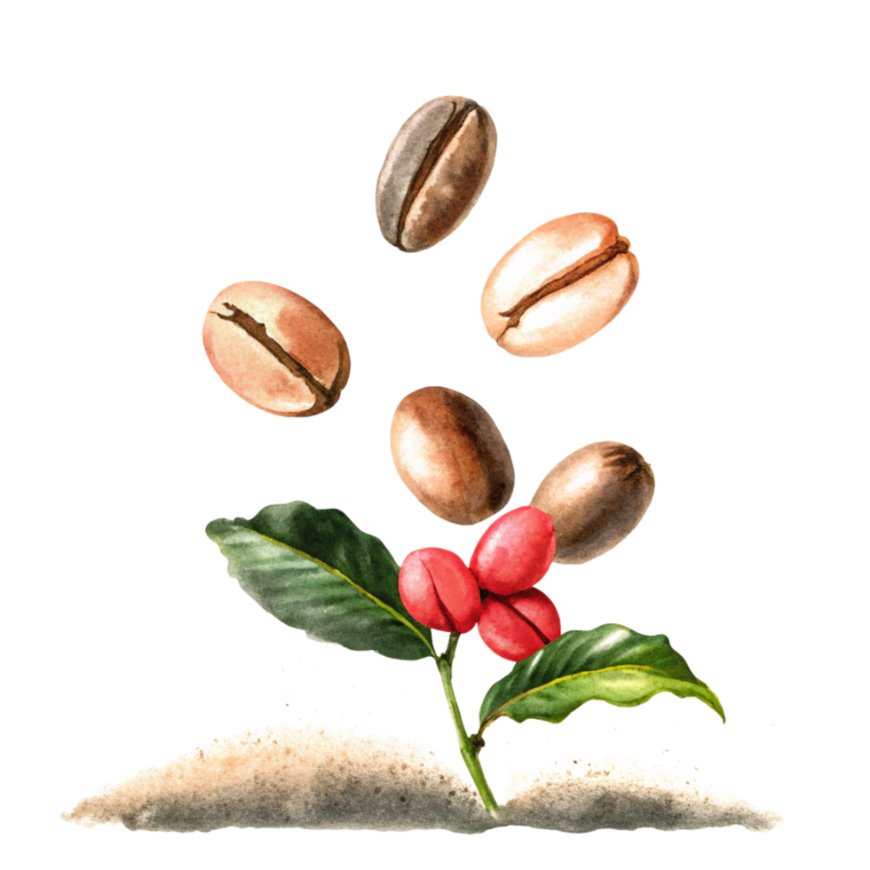 Watercolor painting of coffee beans falling onto ground coffee with coffee plant png