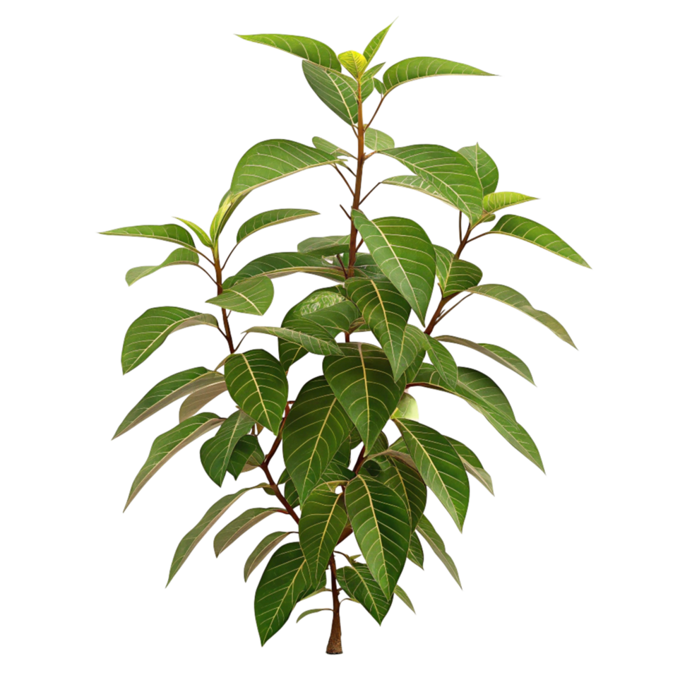 A Lush Green Plant with Veined Leaves Isolated on Black Background Botanical Photography png