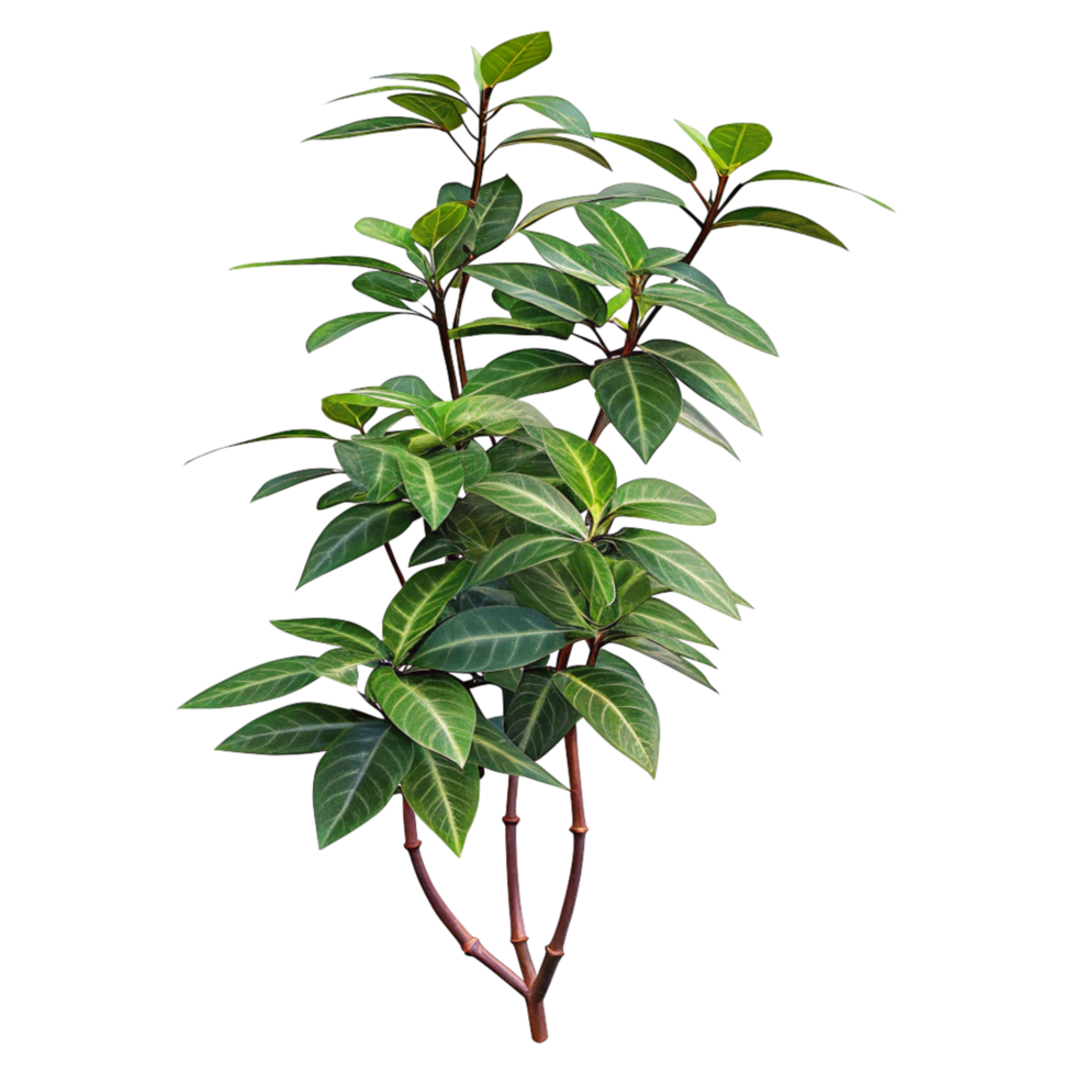 A Lush Green Plant with Vibrant Leaves and Dark Brown Stems against a Black Background png