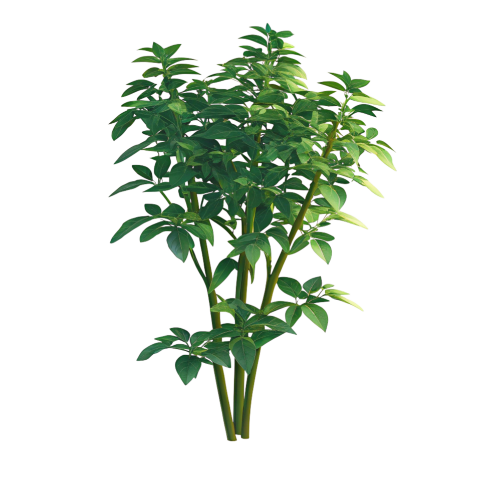 Lush Green Basil Plant with Multiple Stems and Vibrant Leaves png